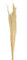 DIJK Ginstergras hell Natur - Broom Grass - Thysanolaena - 90-105 cm -100g
