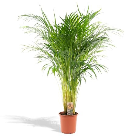 Goldfruchtpalme Areca – Zimmerpflanze Ø21cm – 110cm hoch – Luftreinigende tropische Palme für gesundes Raumklima – frisch aus der Baumschule