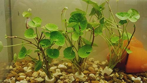 5 Bund Hydrocotyle leucocephala Brasilianische Wassernabel Aquaqriumpflanze Wasserpflanze