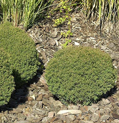 Kuschellebensbaum Teddy 15-20cm - Thuja occidentalis