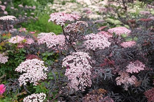 1st. Schwarzer Holunder ‘Black Lace’ ® 60-80cm im Topf