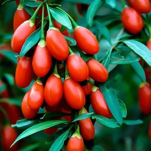Lot de 5 Graines de Baie de Goji - Lycium Barbarum - Fruits Comestibles - Fruit Jardin - 249