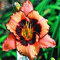 50 PC / la bolsa de semilla de Hemerocallis Hemerocallis rojizo en maceta Plantación Planter Estaciones Bonsai Para plantas con flores del jardín chino Pot Semilla