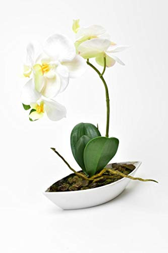 FIDEO künstliche Orchidee, Phalaenopsis in weißer Schale H. 28cm Creme weiß DPI