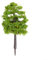 Sélection mixte de 70 pièces pour maquette d'arbre parfaitement adapté pour rehausser tout type de train à l'échelle TT ou scène de jardin