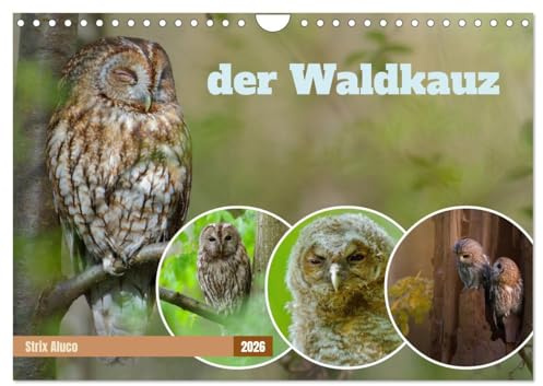 der Waldkauz - Strix Aluco (Wandkalender 2026 DIN A4 quer), CALVENDO Monatskalender: Eulen in ihrer natürlichen Umgebung, kombiniert mit Weisheiten und Zitaten. (CALVENDO Tiere)