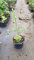 Citrus australasica 'Faustrime' greffé sur Poncirus trifoliata/Citronnier caviar Faustrime/Conteneur de 2 à 2.9 litres/Touffe