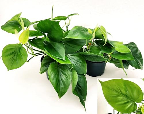 POWERS TO FLOWERS - PHILODENDRON SCANDENS A FOGLIA VERDE, 2 PIANTE, VASO 13CM DIAMETRO, piante vere