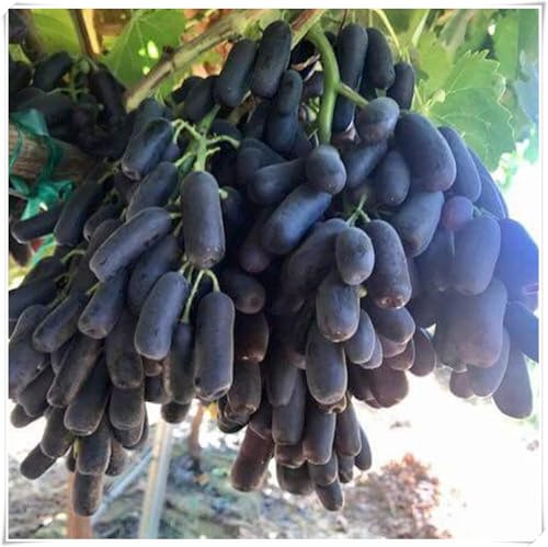 Weinreben Mix,Mysteriöse magische Glühbirne,Ständiger-Garteneinsätze im Freien-Perfekt für den Garten und den Innenpflanzen,Einfach professionell zu werden.-4Weinreben-M