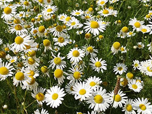 Echte Kamille Samen, 10.000 Kamillesamen lat. Matricaria chamomilla als mehrjährige Heilpflanze