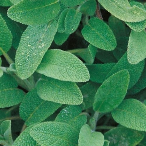 Sage Seeds - 50 Fresh Sage Herb Seeds – Plant and Grow Your Own Herbs Ideal for Indoors, Greenhouse, Garden, Polytunnel, Growbags, Large Pots or Containers - Packed in The UK by Meldon Seeds