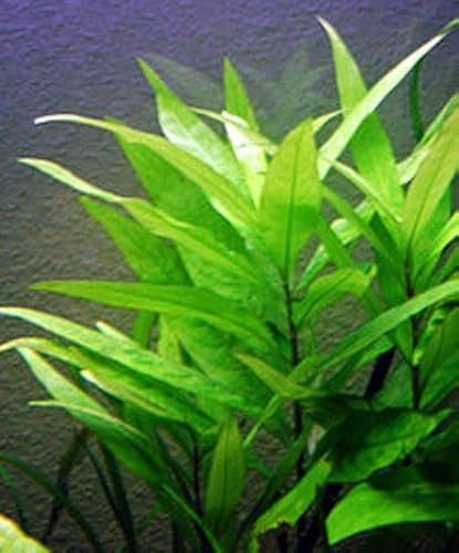 Floratica HYGROPHILA Corymbosa - Rooted - Live Aquarium Aquatic Plants Fish Tank (10)