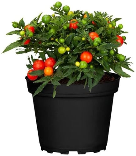 Solanum Pseudocapsicum Arbusto Natural Conocido Popularmente como Cerezo de Jerusalén