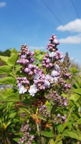 Syringa vulgaris 'Michel Buchner' / Lilas commun violet Pastel/Conteneur de 7 à 10 litres