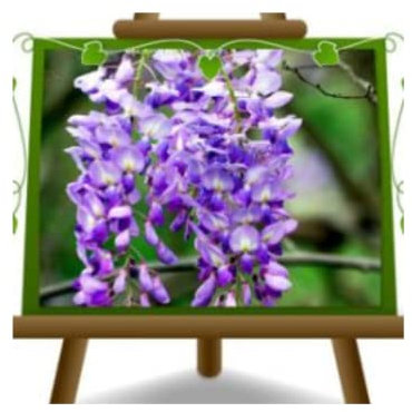 EURO PLANTS VIVAI Wisteria Sinensis Prolific Glicine Viola – Lilla - Piante Rampicanti su Vaso da 17 cm - Altezza 150-200 cm