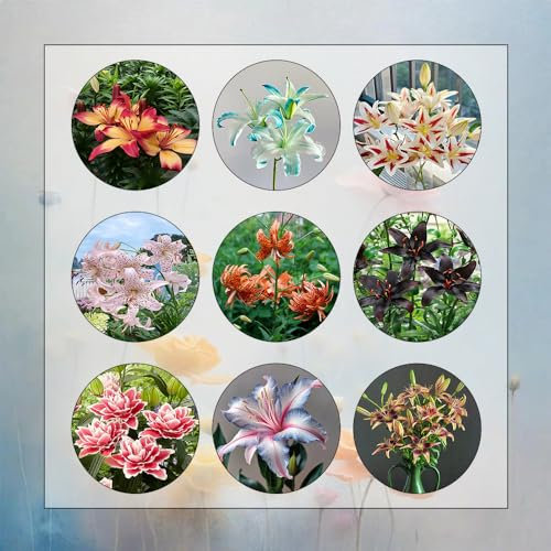 6 Pcs Lilien Zwiebeln Winterhart, Lilien Knollen, Flowers Decoration, Zimmerpflanzen Lilien Deko Zwiebeln - Lilium Brownii - Garten Blumen, Gartenbedarf Blumenzwiebeln Mehrjährig Winterhart