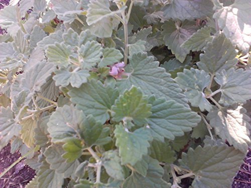 Nepeta Cataria (Catmint/Catnip) 250 semillas:Seeds