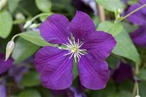 Clematis viticella 'Etoile Violette' Waldrebe Kletterpflanze im Topf gewachsen (100-150cm)