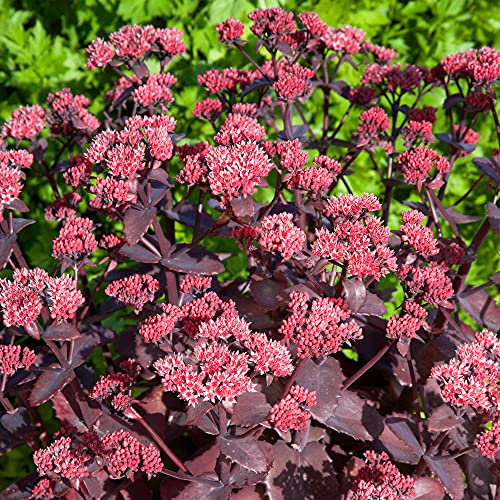 Sedum Chocolate Cherry | Plante vivace à feuillage caduc | Plante en pot extérieure | Fleurissant