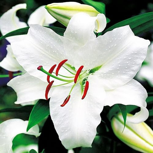 Lilienzwiebeln orientalische Lilie Lilium Zwiebeln Onion Knollen Winterhart Frische mehrjährig duftenden Prachtblüten Hochgewachsene Lilie (Casablanca)