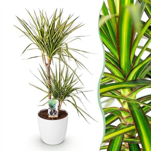 Green boutiQ - Zimmerpflanzen - Dracaena Sunray - Drachenbaum - Wenig Pflege - Grün - Gelb - 1 Pflanze - mit Potter Weiß - Topf 21cm - Höhe 90-100cm