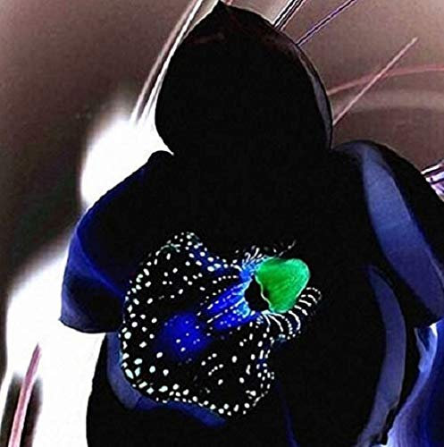 Portal Cool 100 pc Rare semi di fiore di orchidea nera esotico Orchidee Casa Giardino Bonsai Piantare