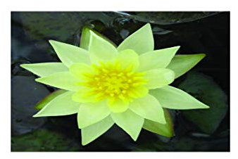 Lincolnshire Pond Plants Ltd - Pygmaea Helvola Water Lily - Live Water Plant Aquatic Pond Lake Marginal