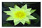 Lincolnshire Pond Plants Ltd - Pygmaea Helvola Water Lily - Live Water Plant Aquatic Pond Lake Marginal
