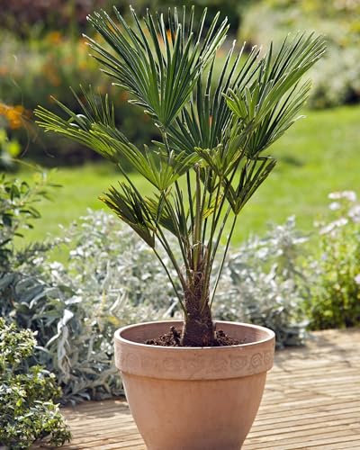 Trachycarpus fortunei, Chinesische Hanfpalme, Winterharte Freilandpalme für Kübel, Frostbeständig