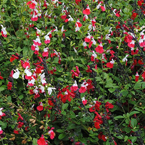 gardenexpert 16856 Salvia Hot Lips, Green/Red/White
