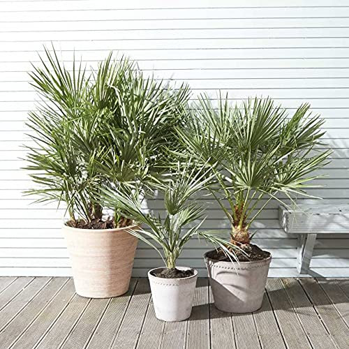 Palma cinese a ventaglio Chamaerops excelsa pianta in vaso ø8 cm Vivaio di Castelletto