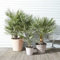 Palma cinese a ventaglio Chamaerops excelsa pianta in vaso ø8 cm Vivaio di Castelletto