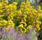 200 + MAXIMILIAN (Prairies) Graines de tournesol Native American Wildflower VIVACES