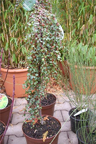Cotoneaster procumbens (microphyllus) Streibs Findling - Kriechmispel Streibs Findling auf 60 cm Stamm veredelt - Zwergmispel - immergrün -