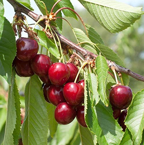 Süßkirsche Hedefinger Riesen 60-80cm - hellrote süße Früchte - lebende Gartenpflanze aus den Baumschulen