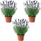 Mix Plant Indoor-Paket, natürliche Zimmerpflanzen, 3 Stück (P-5: Pack mit 3 natürlichen Lavendel)
