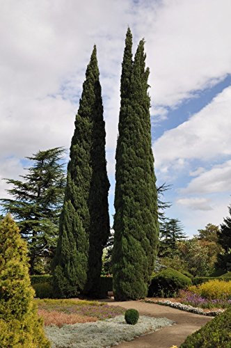 Halbitalienische Zypresse (Cpressus sempervirens), 25 Halb
