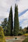 Halbitalienische Zypresse (Cpressus sempervirens), 25 Halb