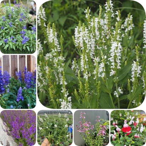 800 piezas Semillas de salvia orgánicas - balcón de cama de hierbas, semillas Semillas de salvia resistentes al invierno, plantas para jardín, plantas cubresuelos hierbas de jardín,