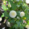 tuberi di dalia resistenti - fiori da giardino tuberi di dalia resistenti piante da giardino roccioso piante esotiche balcone fiorito alle pietre fiori bulbosi abbellire il balcone 8pcs