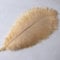 Sowder 16-18inch(40-45cm) Ostrich Feathers Plume for Wedding Centerpieces Home Decoration Pack of 10pcs(champagne)