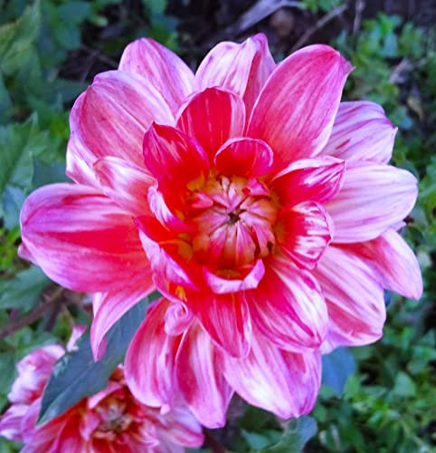 Dahlienknolle : Dahlia - Dahlie Schmuckdahlie  Babylon Lila gevlamed  1 Knolle/Rhizom