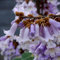 Saterkali Paulownia Elongata-Samen, 100 Stück Paulownia Elongata-Samen Wald schnell wachsende Baum-Hausgartenpflanze Paulownia-Samen