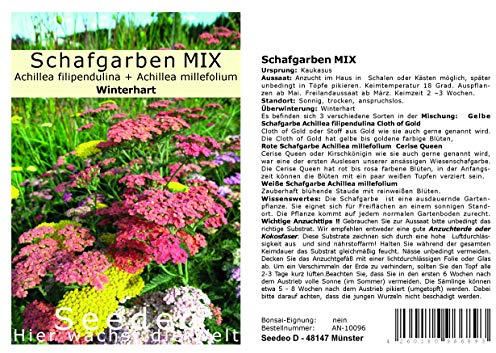 Seedeo® Schafgarben MIX (Achillea filipendulina + Achillea millefolium) 300 Samen