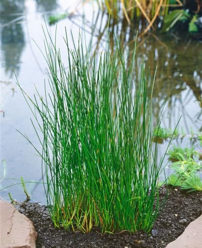 Sumpfbinse im Topf Eleocharis palustris Wasserpflanze winterhart mehrjährig