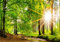 wandmotiv24 Fototapete Bach im Wald, XL 350 x 245 cm - 7 Teile, Wanddeko, Wandbild, Wandtapete, Fluss, Sonne, Baum M5762