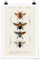 Bilderwelten Poster - Vintage Lehrtafel Insekten Matt 30 x 20cm