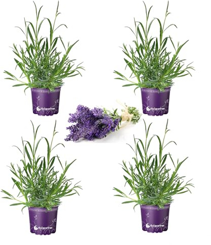 Lavendel Kräuter Pflanzen ESSBAR! Lavendula augustifolia 4er-Set