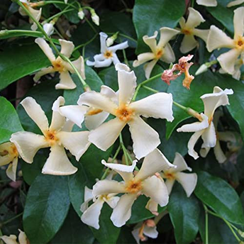 Trachelospermum jasminoides Star of Toscane - Star Jasmine - Plant in 2 L Pot