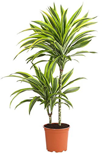 Dehner – Árbol de dragón Lemon Lime, de dos niveles, aprox. 60 – 70 cm, diámetro de la maceta 17 cm, planta interior.